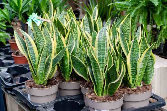 Potting a snake plant