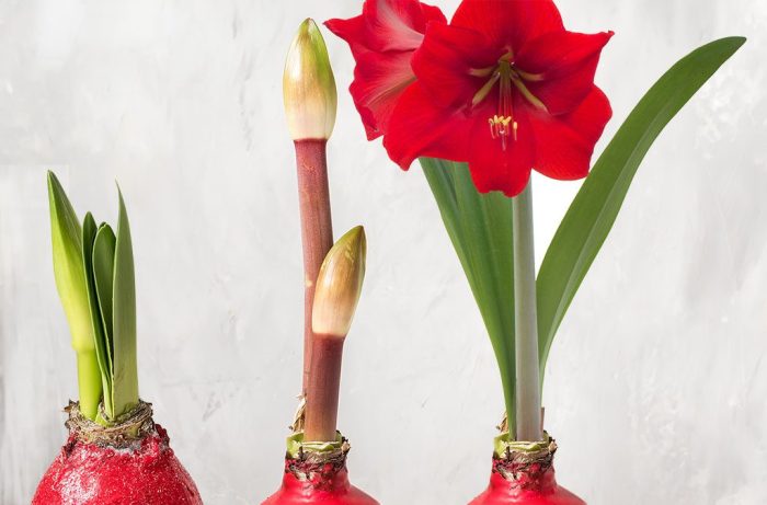 Amaryllis grow