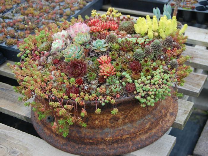 How to plant succulents in a pot