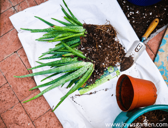 Potting an aloe plant