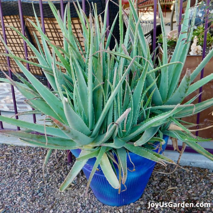 Potting an aloe plant