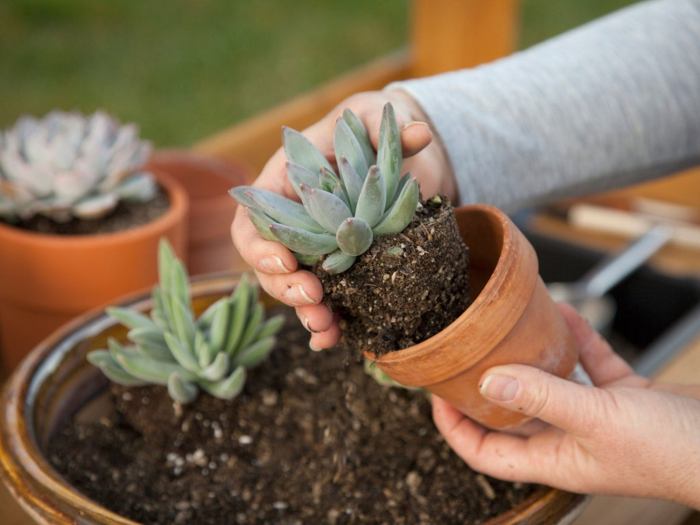 How to plant succulents in a pot