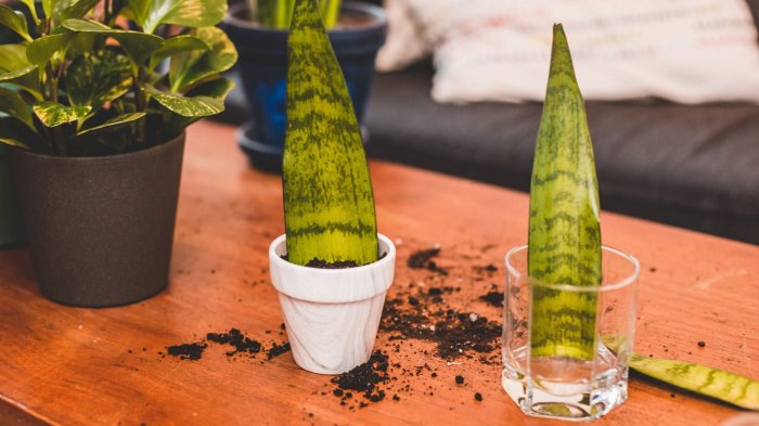 Potting a snake plant